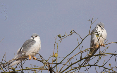 Mengenal Elaninae: Si Pemburu Anggun di Balik Langit Terbuka